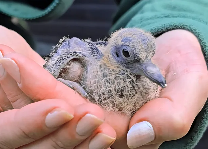 a baby bird with wiry feathers sitting in a person's cupped hands