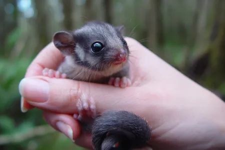 An estimated 4,000 Leadbeater&#39;s possums live in Victoria, split between highland and lowland populations.
