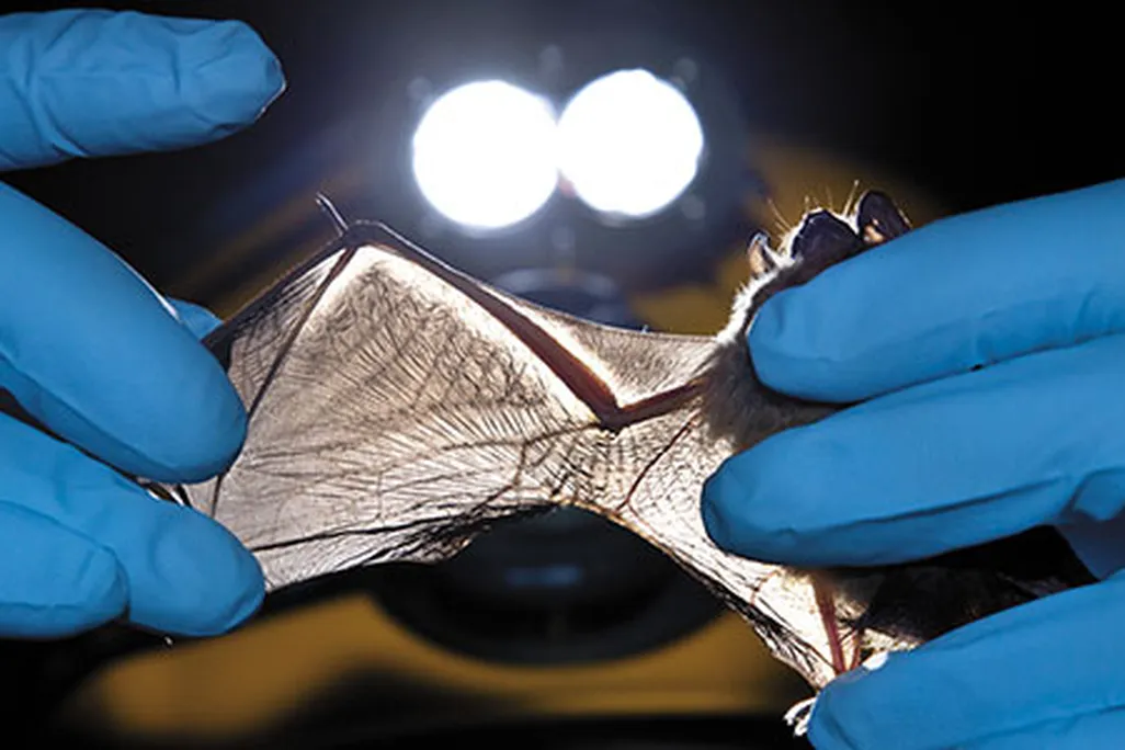 Researcher checking bat wings