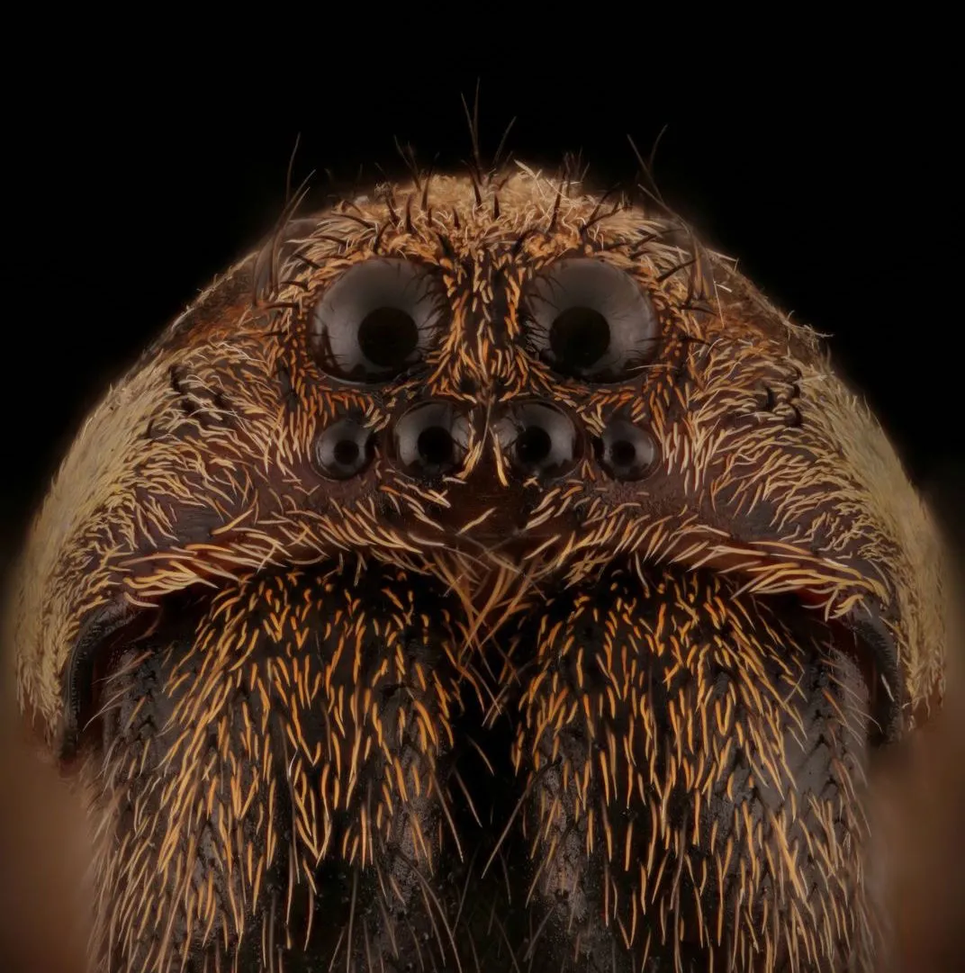Whoa: Polygamous Wolf Spiders Have a Natural Form of Birth Control