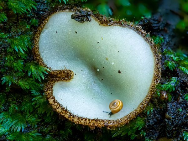 Small Cup Fungus, Even Smaller Snail thumbnail