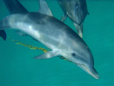 Researchers say they've developed a system that allows them to use dolphins' own language to communicate with the animals.