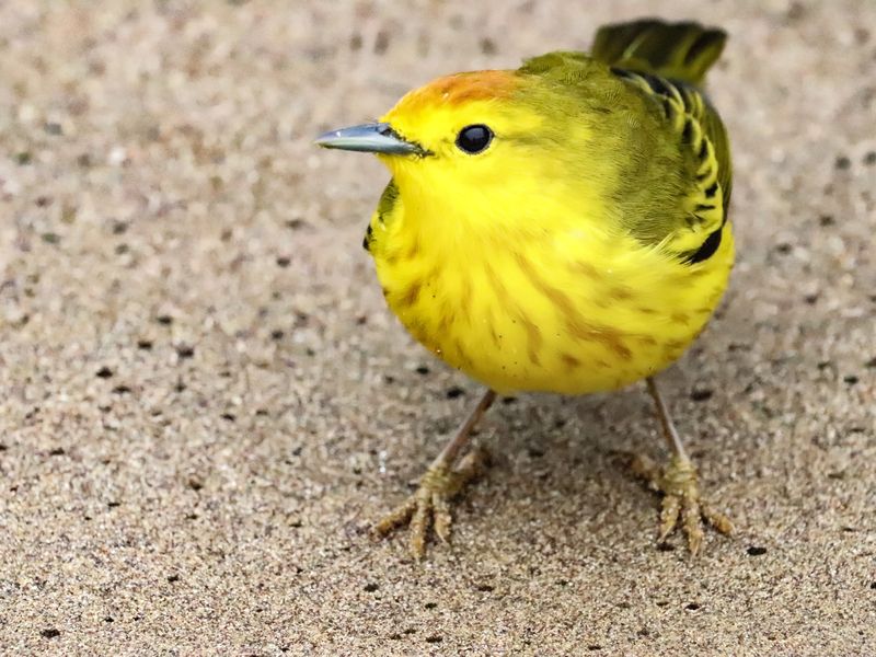 Little yellow bird Smithsonian Photo Contest Smithsonian Magazine