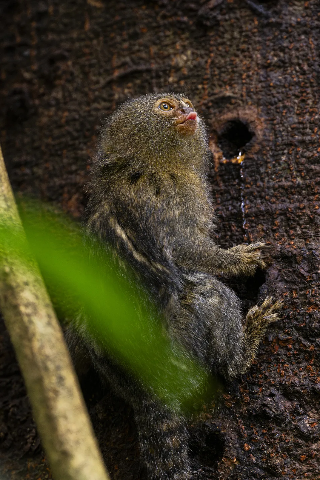 Once a pygmy marmoset has punctured a hole in a tree trunk, using its sharp incisors to reach the resin, it can return to the same hole for feeding again.