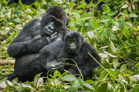 The eastern lowland gorilla saw an estimated 80 percent decline in the Democratic Republic of the Congo&rsquo;s Kahuzi-Biega National Park between 1994 and 2019.&nbsp;