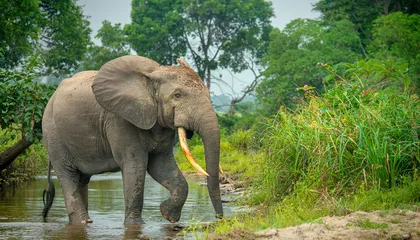 When Some Elephants Raid Farms, They Might Not Be After a Snack. They Could Be Looking for Medicinal Plants