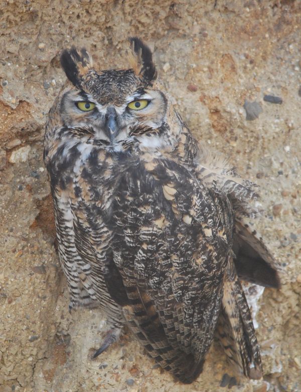 Great Horned Owl thumbnail