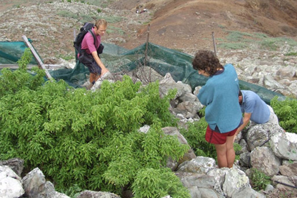 St. Helena boxwood (Mellissia begoniifolia)