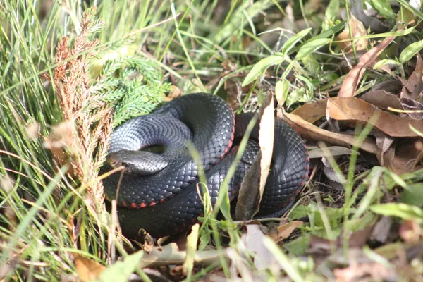 Red-bellied Black Snake in Lamington National Park thumbnail