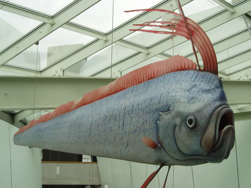 Rare Oarfish Caught on Video on Great Barrier Reef