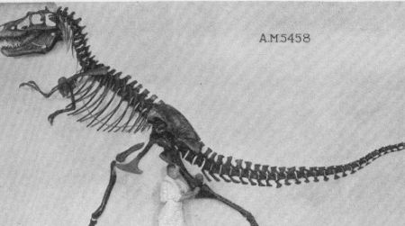 The Tyrannosaurus in Fantasia was given a nearly-accurate, tail-off-the-ground pose like this mount of Gorgosaurus at the American Museum of Natural History.
