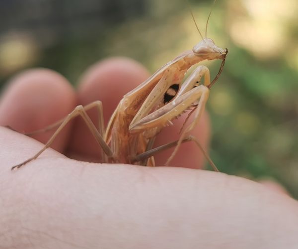 A Törékeny Vendég A Kézben thumbnail