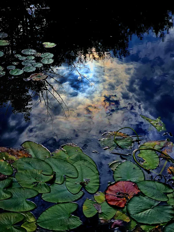 Monet's pond reimagined thumbnail