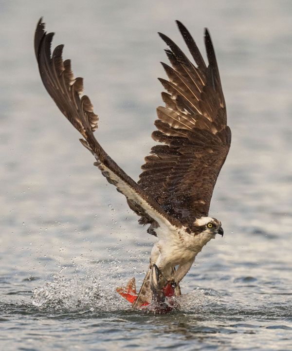 Osprey Emerging With Red Kokanee Salmon thumbnail