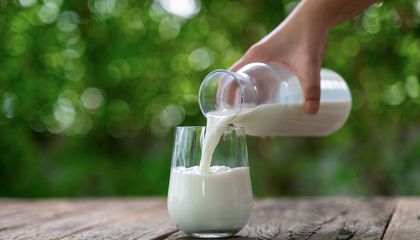 Why Did Europeans Evolve Into Becoming Lactose Tolerant?