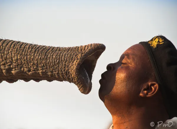 Jabulani the elephant greeting his caretaker, Stavros Chakoma, prior to a morning safari. thumbnail