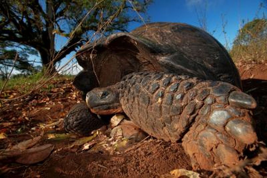 20121128010019turtle.jpg