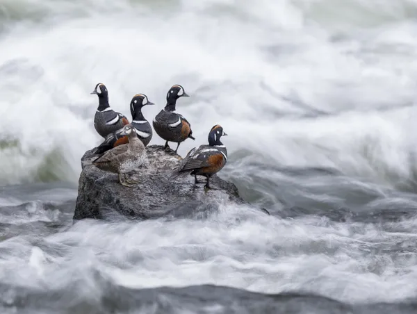 Four Guys and a Gal thumbnail