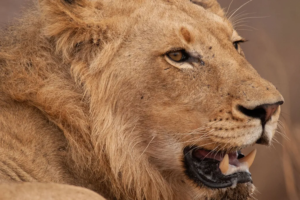 Lion