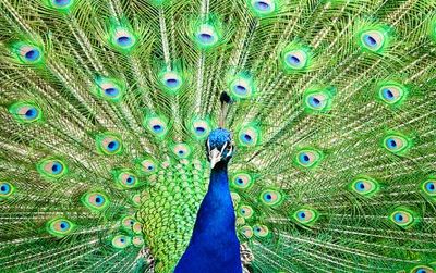 The Indian Peafowl may need help adapting to climate change.