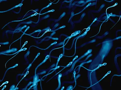 An illustration of human sperm.
