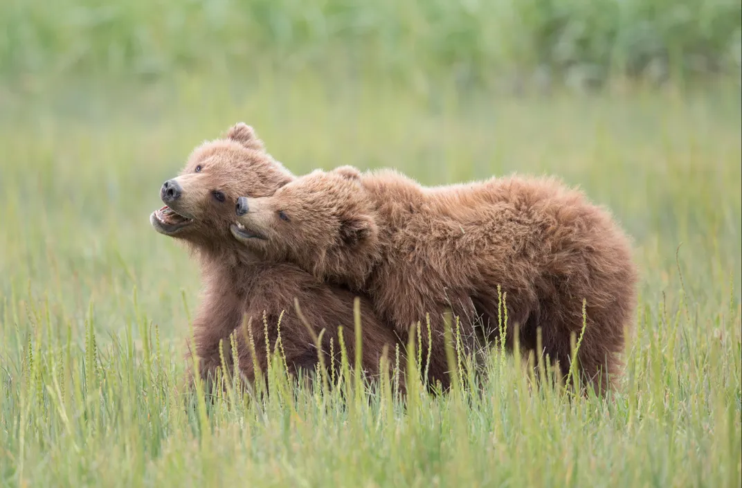 These Breathtaking Images Are the Cat’s Meow in Nature Photography