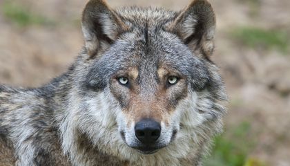 Nearly Half of Italy's Wolves Are Part Dog Now, Thanks to Hybridization. Is That a Threat to the Species?