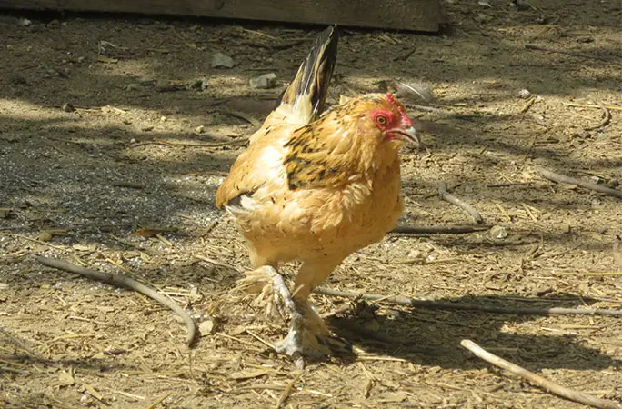 Chicken standing outside on straw