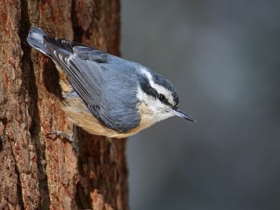 The red-breasted nuthatch eavesdrops on chickadee conversations to get advanced notice of predators like pygmy owls. 