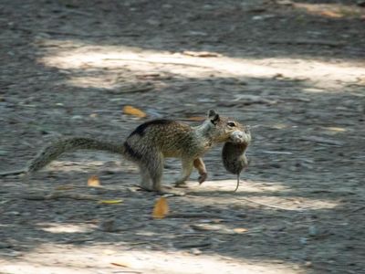 A California ground squirrel carries a vole in its mouth after hunting the rodent.