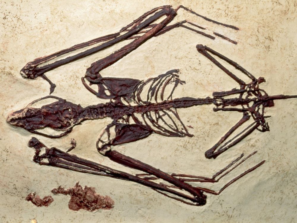 fossil bat