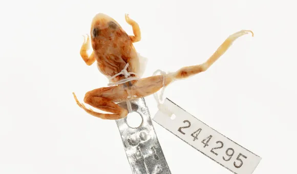 NMNH-2025-01331.jpg