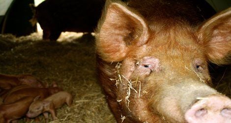 A ginger sow and her piglets at the Ginger Pig’s Yorkshire farm.