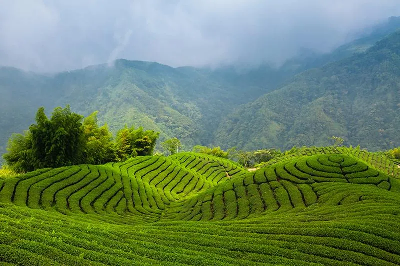 How to Tea-Taste Your Way Through Taiwan