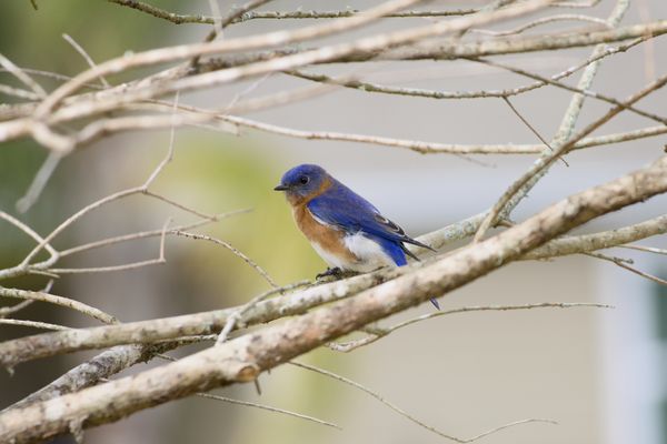 Eastern Blue BIrd thumbnail