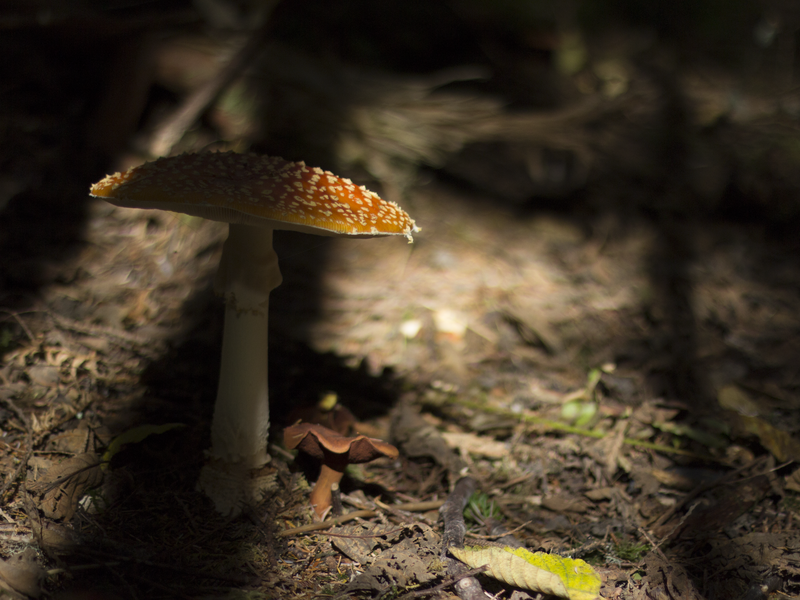 A mushroom caught in a bit of sunlight Smithsonian Photo Contest