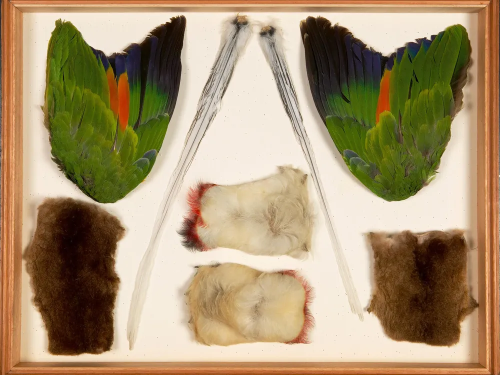 Mid-1900s specimens