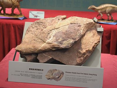The first dinosaur fossils discovered in Hong Kong went on display last week.