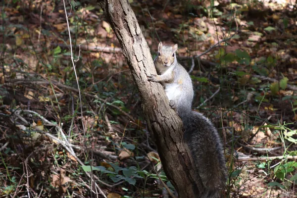 Squirrel notices photographer thumbnail