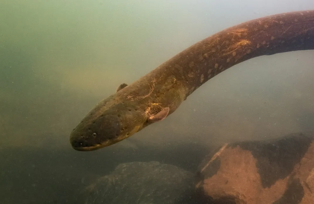 A green electric eels swims in the murky waters of the Amazon basin.  