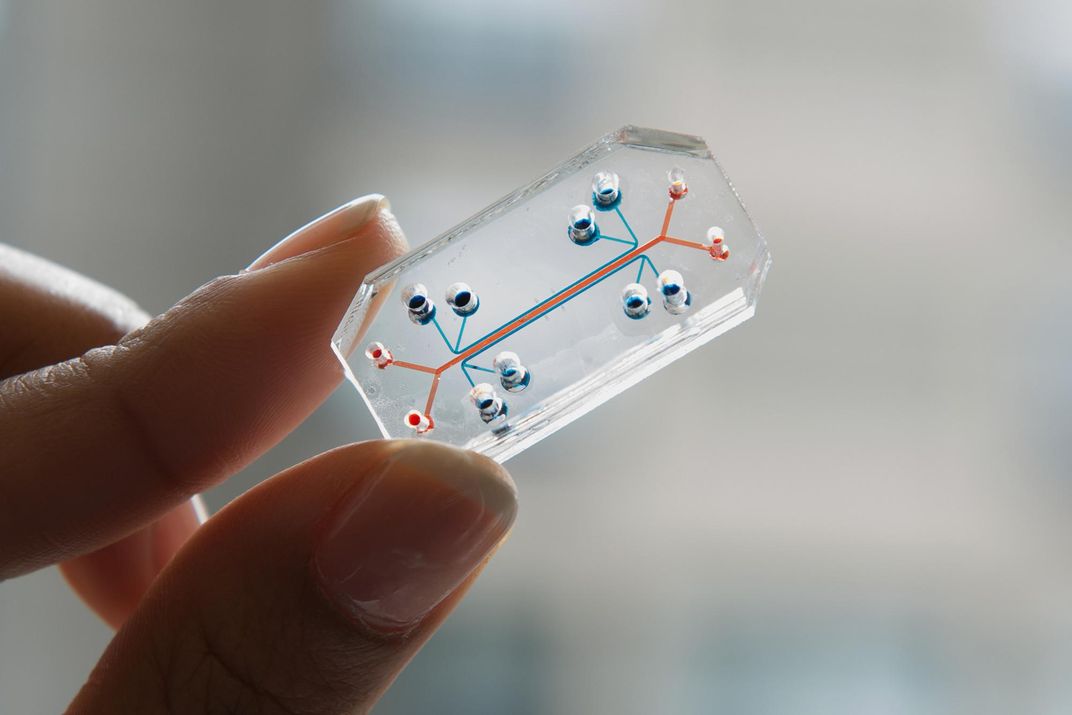 organ on a chip