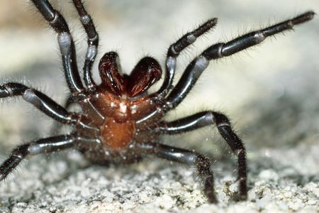 The rain brought relief from fire, but coaxed funnel spiders from their hideouts. 