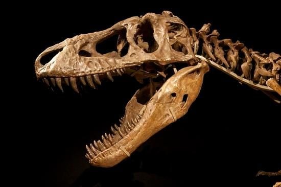 The auctioned Tarbosaurus skeleton