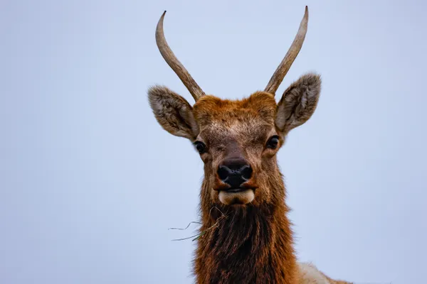 Face to Face thumbnail