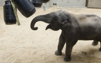 Kandula, the zoo's resident genius, plays with enrichment items