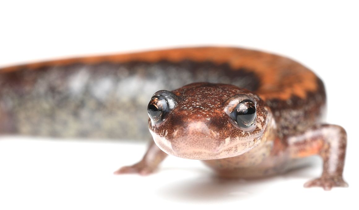 National Zoo and Conservation Biology Institute Blog | Smithsonian Magazine