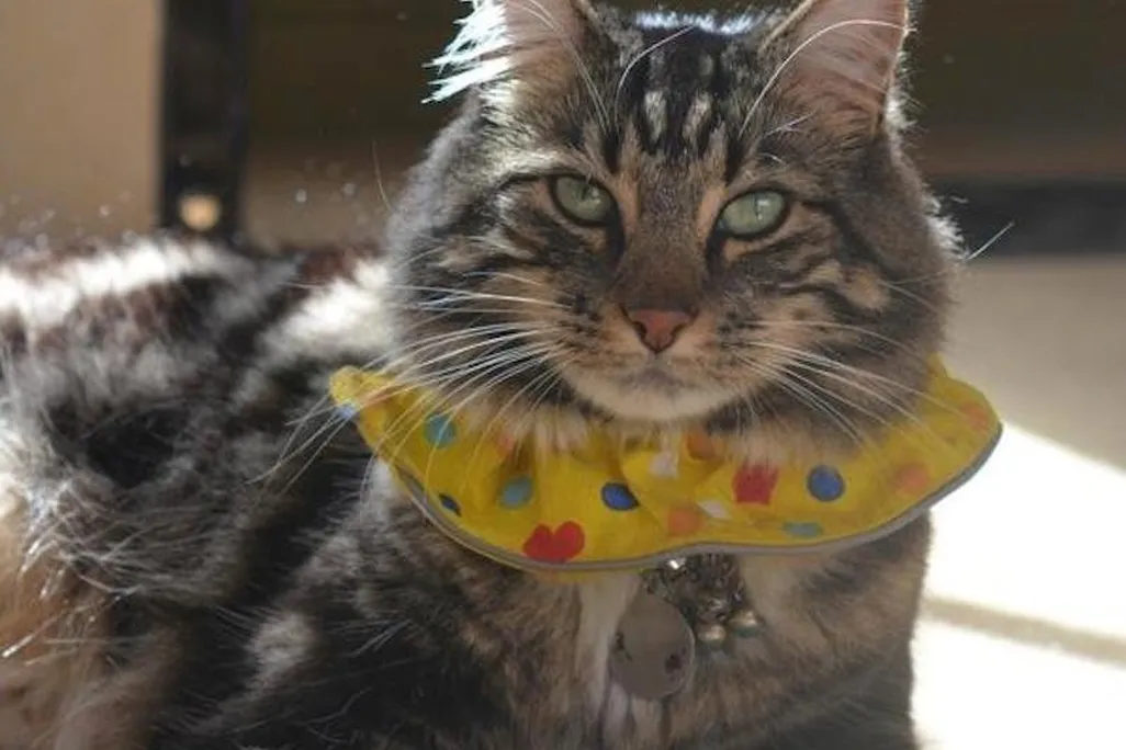Birdsbesafe collar