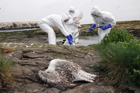 Rangers clear deceased birds from Staple Island in England, where avian flu had a devastating effect on a seabird colony.