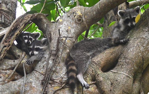 Familia Mapache (Family of Raccoons): Shot with Nikon Z50 thumbnail