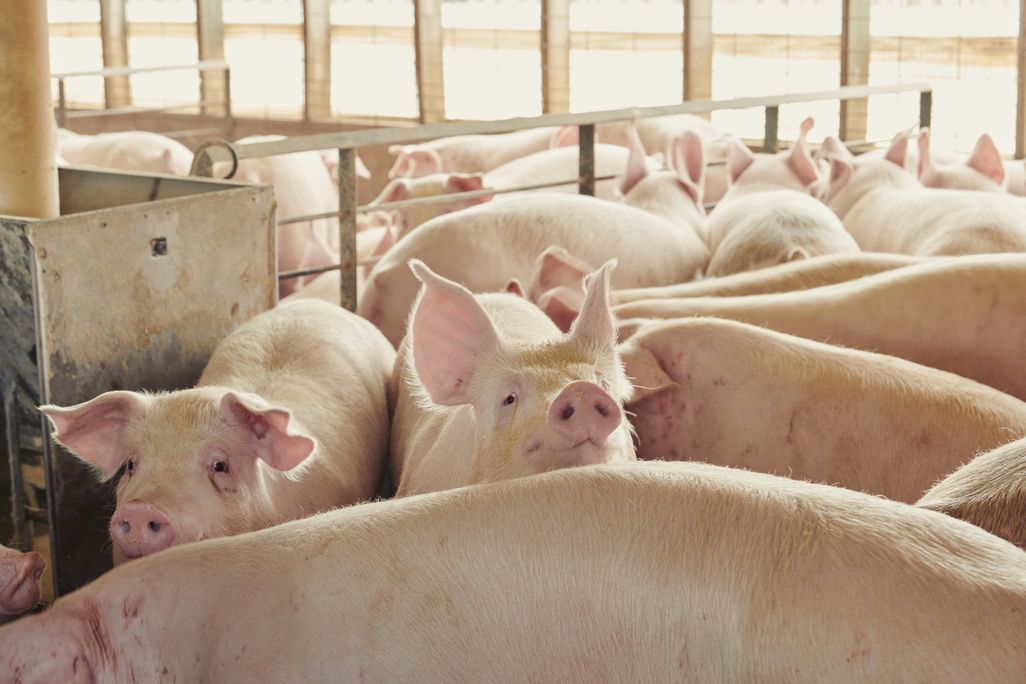 Pigs in a holding pen at a farm in Iowa